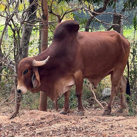 Chikoo Farm Inn Bangalore Luaran gambar