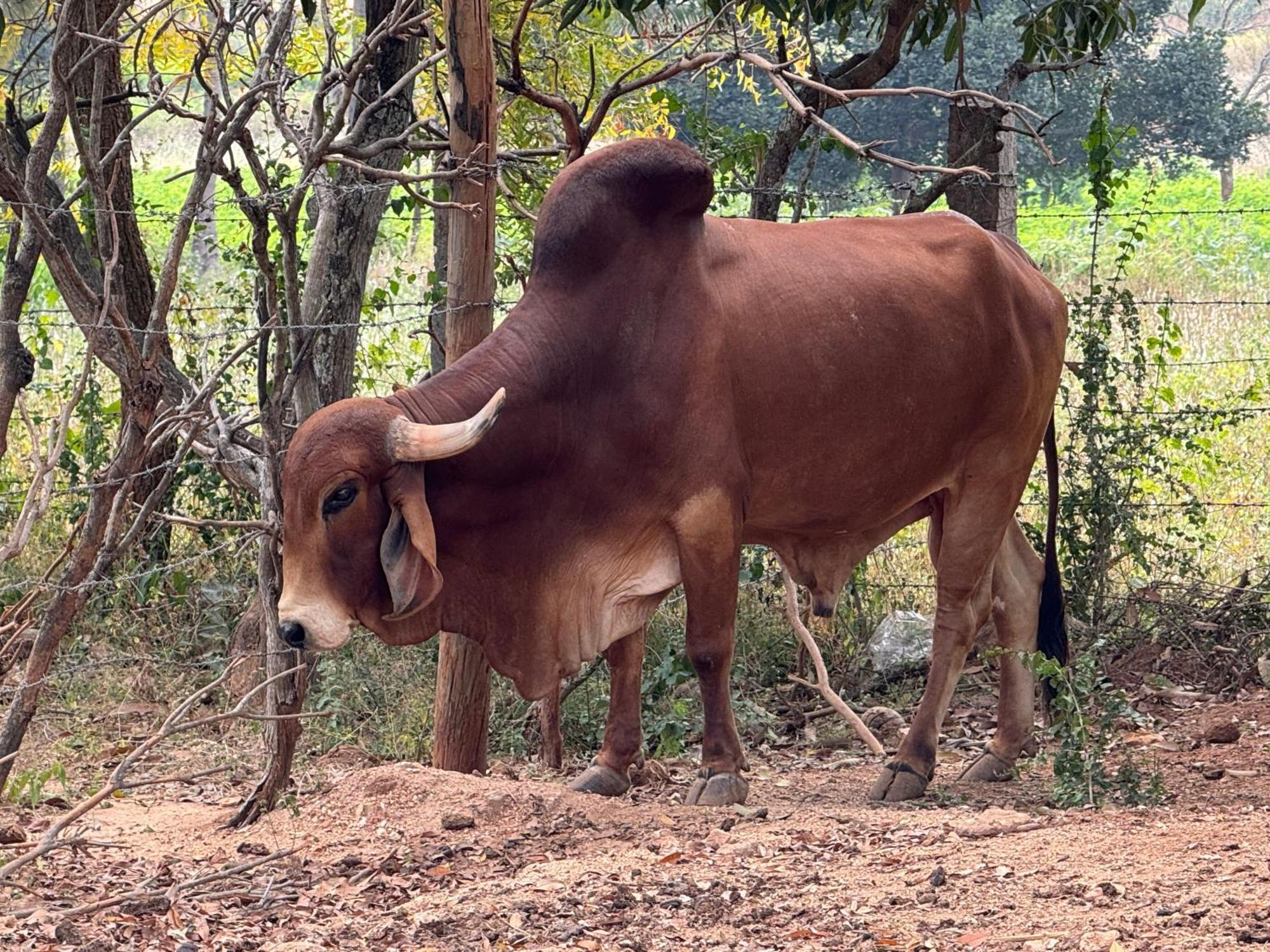 Chikoo Farm Inn Bangalore Luaran gambar
