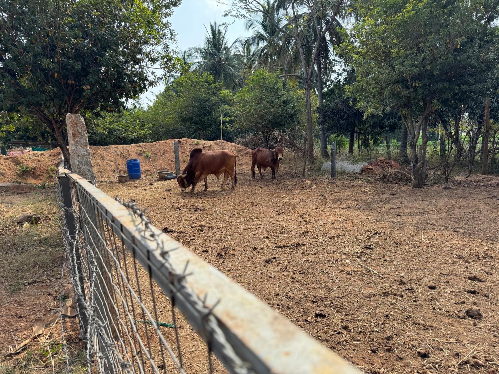 Chikoo Farm Inn Bangalore Luaran gambar