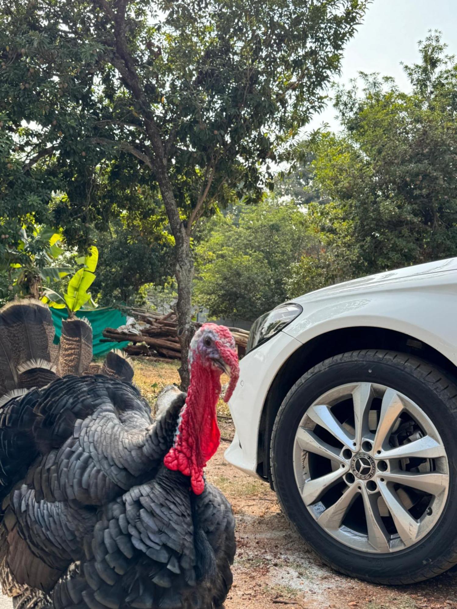 Chikoo Farm Inn Bangalore Luaran gambar