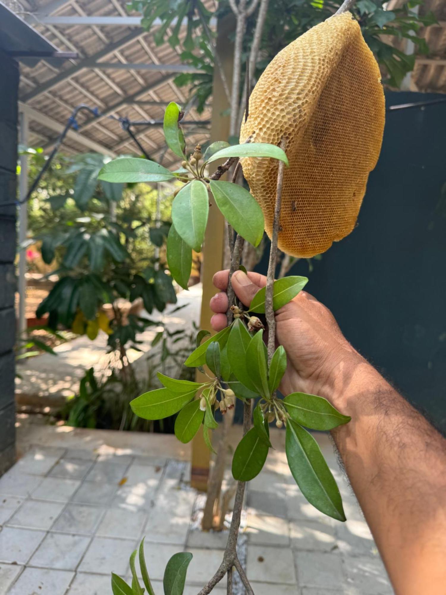 Chikoo Farm Inn Bangalore Luaran gambar